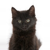 Fluffy black kitten, 9 weeks old, sitting