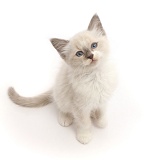 Ragdoll x Siamese kitten sitting and looking up