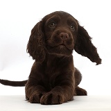 Chocolate Cocker Spaniel puppy