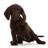 Chocolate Cocker Spaniel puppy