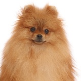 Orange Pomeranian