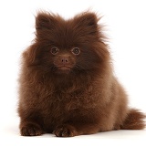 Brown Pomeranian