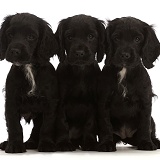 Three Black Cocker Spaniel puppies