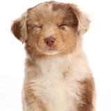 Red tricolour Mini American Shepherd puppy, eyes closed