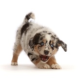 Playful Mini American Shepherd puppy with raised paw