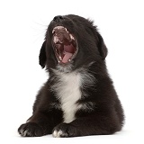 Black-and-white Mini American Shepherd puppy yawning