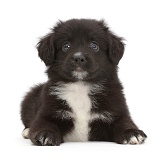 Black-and-white Mini American Shepherd puppy