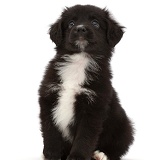 Black-and-white Mini American Shepherd puppy