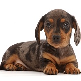Dachshund puppy, lying with head up