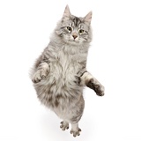 Silver tabby cat jumping up