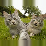 Silver tabby cats in the garden doing a Cat Selfie