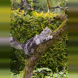 Silver tabby cat climbing a tree