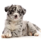 Merle Border Collie puppy, lying head up and paws crossed