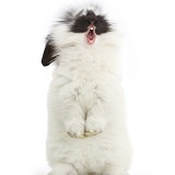 Black-and-white bunny rabbit, standing and yawning