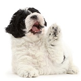 Playful black-and-white Cavapoo puppy paw up, mouth open