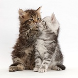 Brown and Silver tabby kittens, kissing