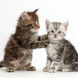 Brown tabby kitten, with paws on Silver kitten's neck