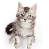 Silver tabby kitten sitting and looking up