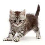 Playful silver tabby kitten