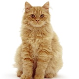Fluffy ginger cat, sitting