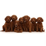 Seven Australian Labradoodle puppies in a row