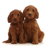 Two Australian Labradoodle puppies