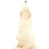Golden Retriever looking up, back view