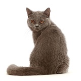 Blue British Shorthair kitten, looking over shoulder