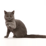 Blue British Shorthair kitten, pointing with a raised paw