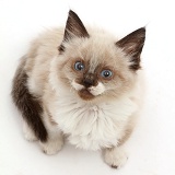 Ragdoll-cross kitten, 8 weeks old, sitting and looking up