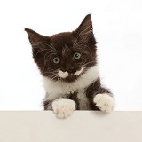 Black-and-white kitten, 8 weeks old, paws over