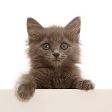 Fuzzy blue-grey kitten, 8 weeks old, paws over