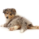 Rough Collie puppy lying spread out, looking over shoulder