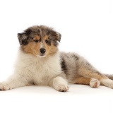 Rough Collie puppy, lying with head up