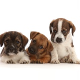 Three Jack Russell x Border Terrier puppies
