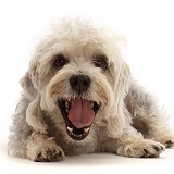 Dandie Dinmont Terrier, yawning