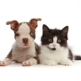 Brown-and-white Boston Terrier pup with Black-and-white kitten