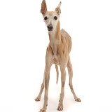 Elderly rescue whippet, 15 years old