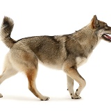 Husky-cross dog walking