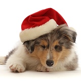 Rough Collie puppy, wearing a Santa hat