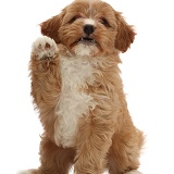 Red Cavapoo dog puppy, 8 weeks old, waving