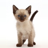 Siamese x Ragdoll kitten, 7 weeks old