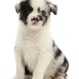 Border Collie puppy, with cleft palate and semi split nose