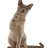 Blue Burmese cat sitting and pointing