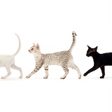 The Kits Parade - kittens formation walking