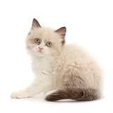Persian-x-Ragdoll kitten, 7 weeks old, looking over shoulder