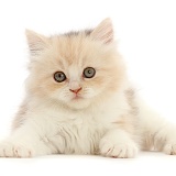 Cream Persian-cross kitten, 7 weeks old