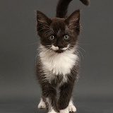 Black-and-white kitten, 8 weeks old, walking on grey background