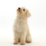 Cream coloured Schnoodle sitting