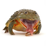 African Bullfrog, taking a mealworm